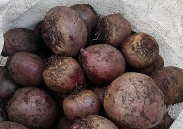 Поставка свеклы оптом